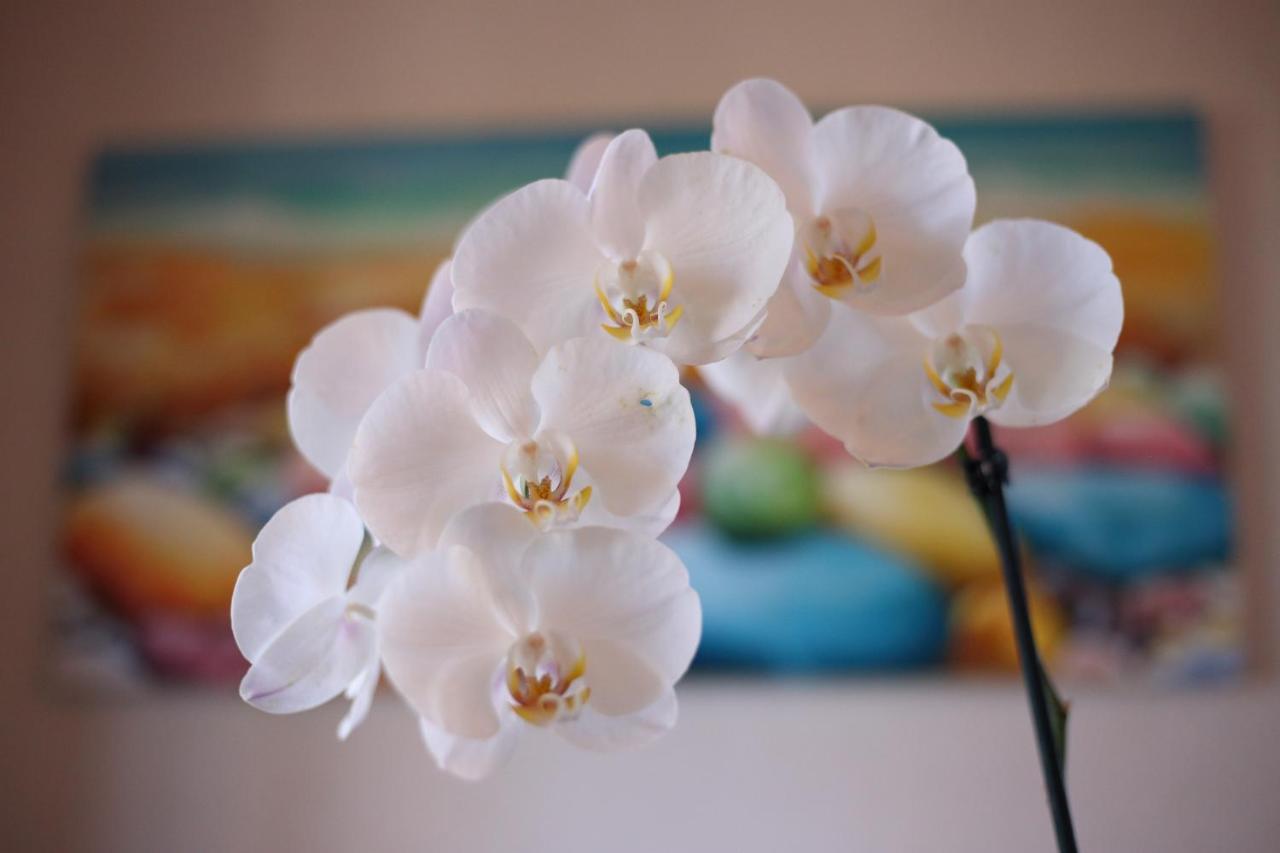 B&B Villa Orchidea Ricadi Extérieur photo