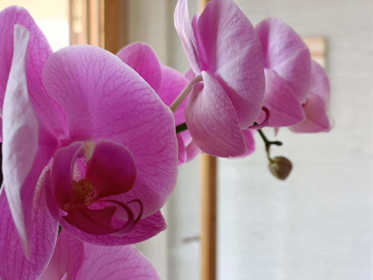 B&B Villa Orchidea Ricadi Extérieur photo